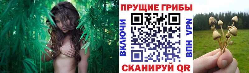 Псилоцибиновые грибы Cubensis  ОМГ ОМГ как войти  Владикавказ 