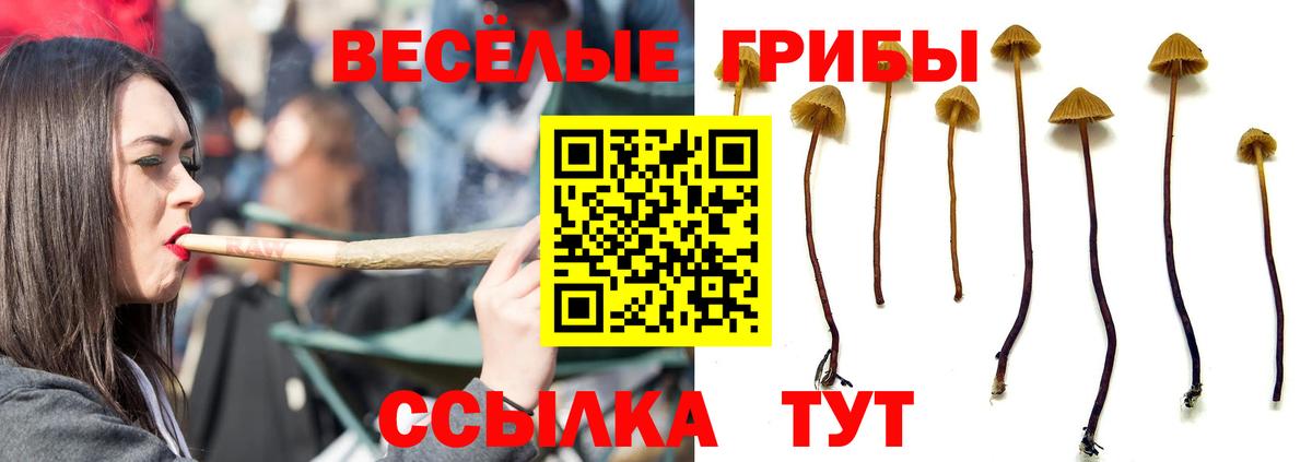Галлюциногенные грибы GOLDEN TEACHER  Вход с VPN  Владикавказ  цены наркотик  Псилоцибиновые грибы мухоморы 